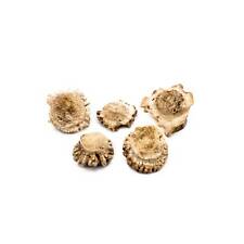 5 ct Small Deer Shed Antler Burrs for Craft picture