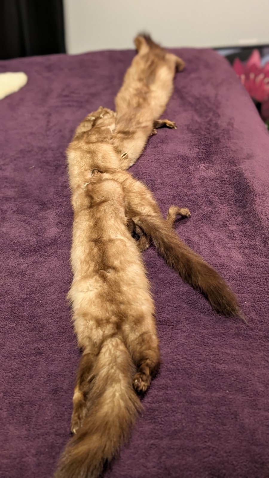 Vintage 1950s Stone Marten Fur Stole Wrap 3-Pelt 62\