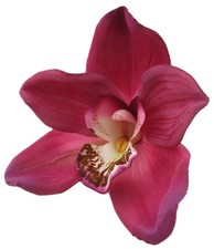 Large Fuchsia Cymbidium Orchid Hair Clip with Teeth, 4.5 In X 4.5 In picture